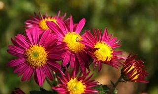 送你一朵小红花语录